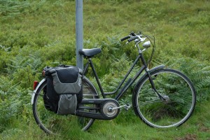 My Pointer 5 Jubilarium