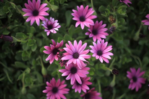 Allegedly, before tourism took off, Scillies were famous for exporting flowers