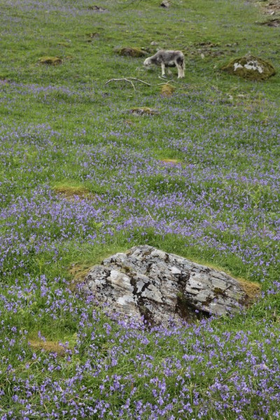 Finally, a lamb grazes near fields of Bluebells in Rannerdale
