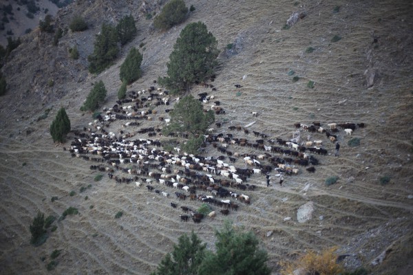 Shepherds tend to their flock, Near Karavshin, Batken Province, Kyrgyzstan, October 2013
