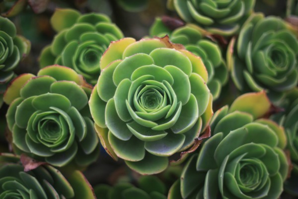 Aeoniums,  St.. Agnes,  Isles of Scilly, UK