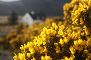 Gorse Bushes in full bloom!